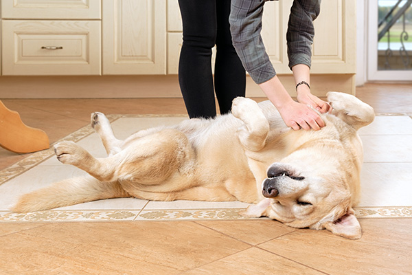 Belly Rubs on Pet Sitting Visit