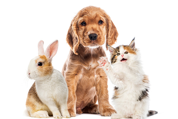 Visit By Pet Sitter