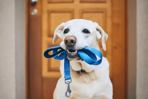 Dog Sitting in Greenville, Greer, SC
