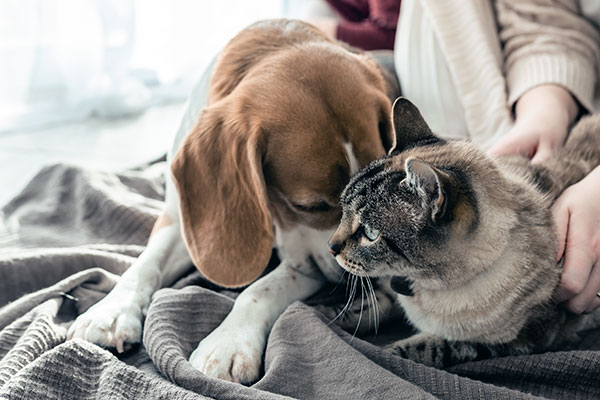 Pet Cuddling by Pet Sitter
