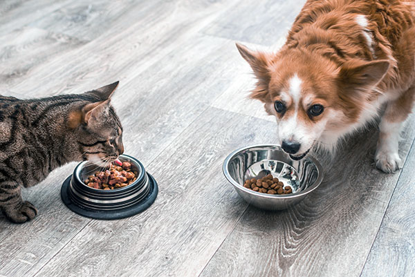Pet Feeding Services by Charie's Pet Sitting, Greer SC