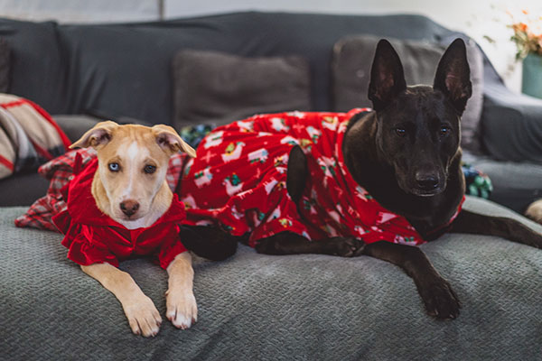 Pet Sleepover